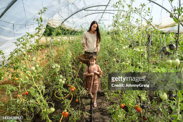 família colhendo tomates - season 5 - fotografias e filmes do acervo