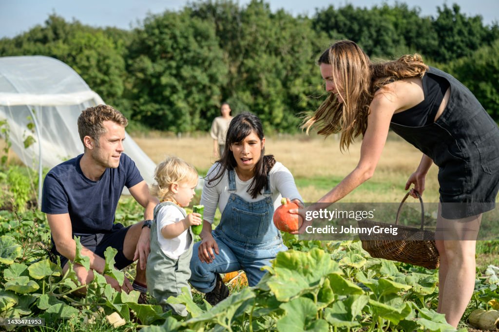 Young farmer showing golden nugget squash to toddler