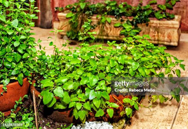 lemon balm herb planted in low pot in the garden. - erva cidreira - fotografias e filmes do acervo
