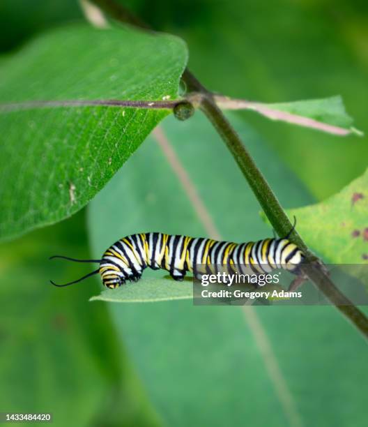 monarch butterfly caterpillar on a milkweed leaf - caterpillar stock-fotos und bilder