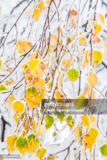 birch tree branches covered in snow and ice - single tree branch stock pictures, royalty-free photos & images