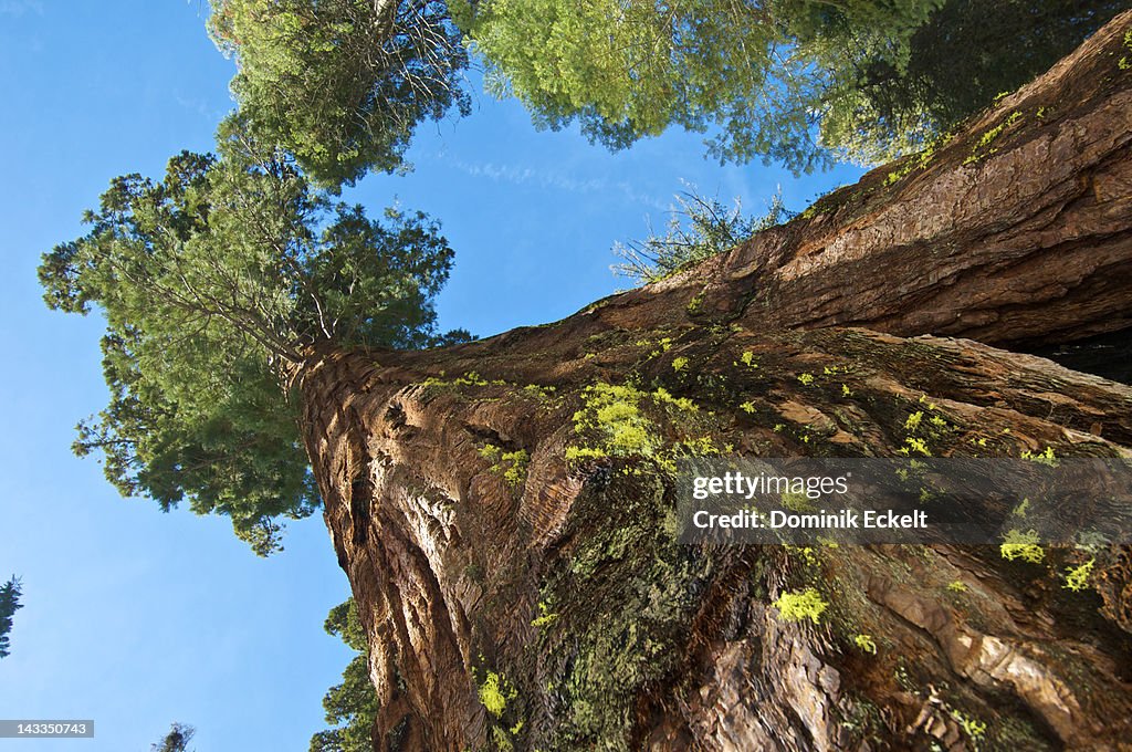 Looking up a giant sequoia tree in Yosemite