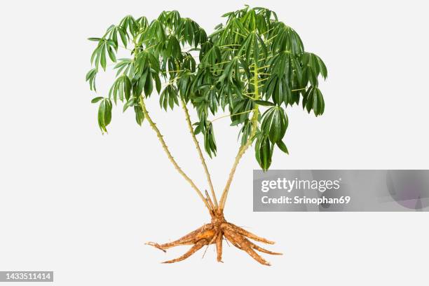 cassava plant on a white background. the die cut is separated from the background. clipping path - tapioca stock pictures, royalty-free photos & images