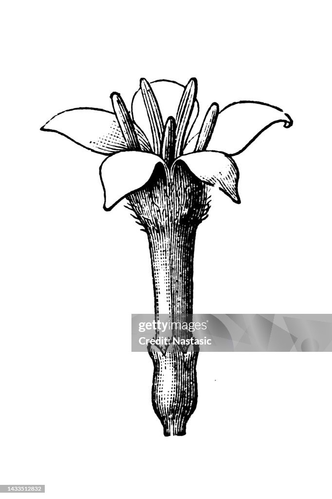 Cinchona calisaya