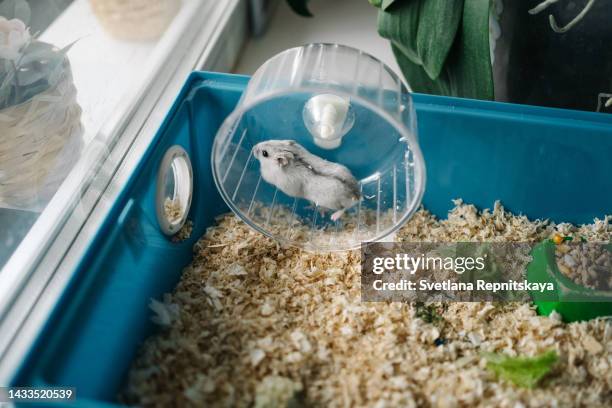 gray hamster without a paw plays with a wheel in a cage - hamsterkäfig stock-fotos und bilder