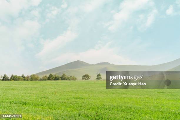 spring on meadow. fresh grass and white clouds - grasland stock-fotos und bilder