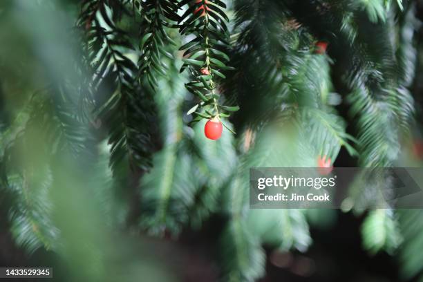 yew tree - yew needles stock pictures, royalty-free photos & images