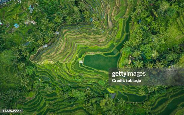 reisterrasse von oben gesehen - indonesia stock-fotos und bilder