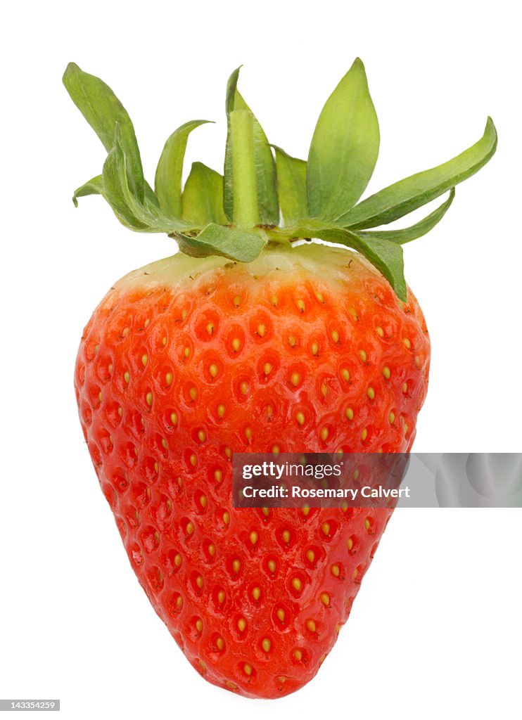 A single sabrosa Spanish strawberry