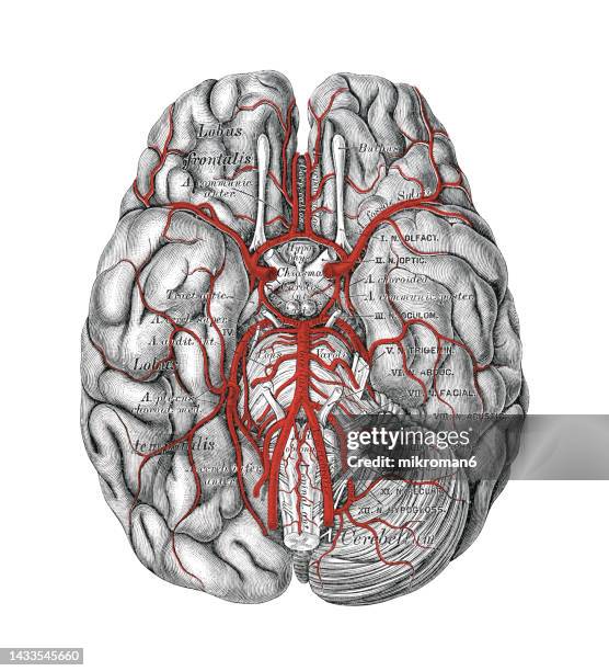 old chromolithograph illustration of vascular supply of the human brain (circle of willis or circulus arteriosus) - círculo de willis - fotografias e filmes do acervo