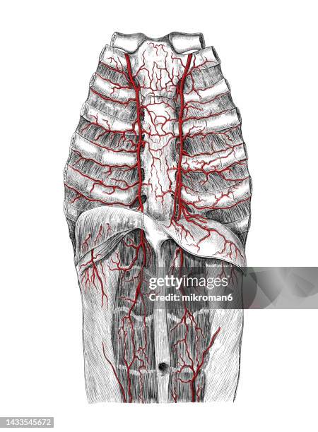 48 Arteria Mesentérica Stock Photos, High-Res Pictures, and Images ...