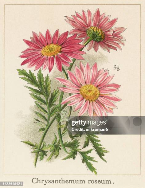 old chromolithograph illustration of botany, chrysanthemums or mums (chrysanthemum arcticum) - chrysanthemum illustration stock pictures, royalty-free photos & images