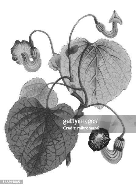 old chromolithograph illustration of botany, dutchman's pipe or pipevine (aristolochia macrophylla, aristolochia durior or aristolochia sipho) - aristolochia stock pictures, royalty-free photos & images