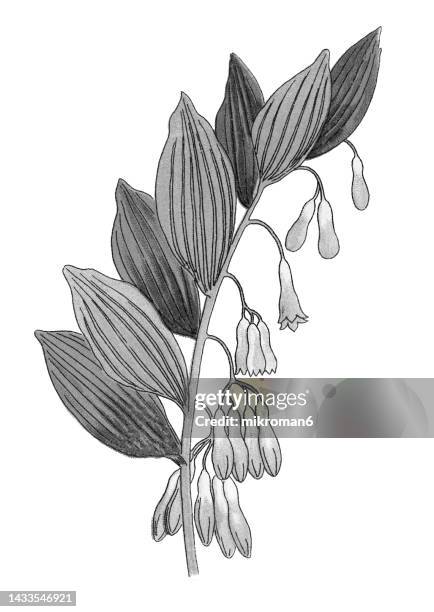 old chromolithograph illustration of botany, solomon's seal, david's harp, ladder-to-heaven or eurasian solomon's seal (polygonatum multiflorum) - polygonatum multiflorum stockfoto's en -beelden