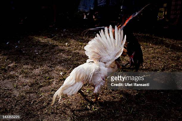 Roosters fight each other in the yard of Nyang Api Temple during the sacred 'Aci Keburan' ritual on February 14, 2012 in Gianyar, Bali, Indonesia....