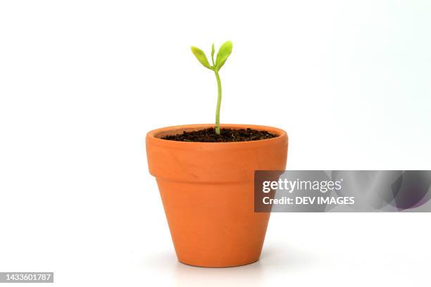 young sprout-new life - flower pot stock-fotos und bilder