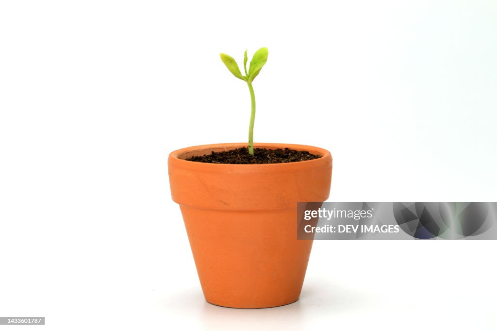 Young sprout-new life