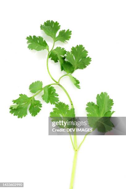 coriander sprig isolated on white background - koriander stockfoto's en -beelden