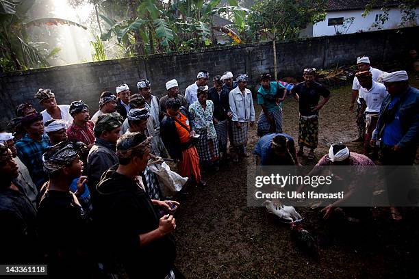 Balinese men dressed in traditional costumes watch as the roosters fight each other during the sacred 'Aci Keburan' ritual at Nyang Api Temple on...