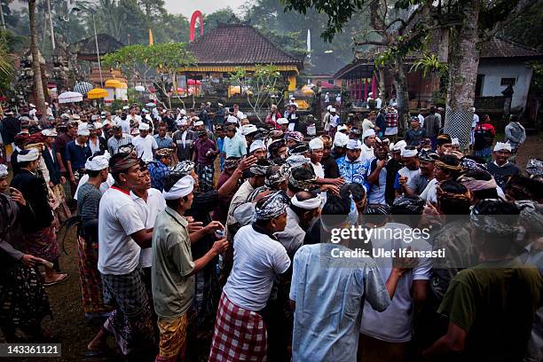 Balinese men dressed in traditional costumes watch as the roosters fight each other during the sacred 'Aci Keburan' ritual at Nyang Api Temple on...