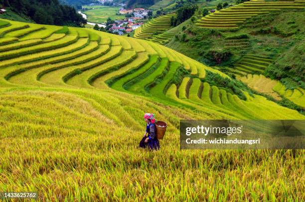 a hmong woman on rice terraces in mu cang chai, yen bai, vietnam. - mù cang chải stock pictures, royalty-free photos & images