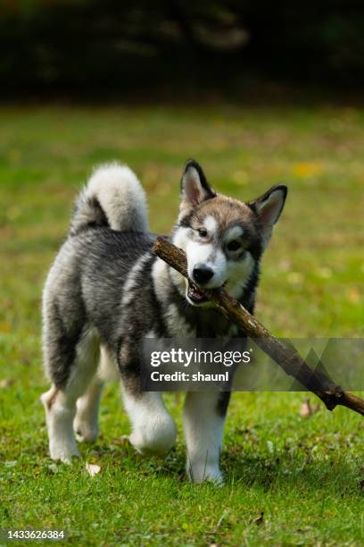 alaskan malamute welpe - malamute stock-fotos und bilder