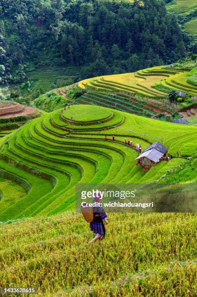 a hmong woman on rice terraces in mu cang chai, yen bai, vietnam. - vietnam stockfoto's en -beelden