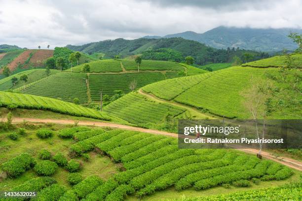 aerial drone beautiful sunrise scene with fog at panoramic landscape of terrace rice field on mountain. forest and agriculture field in autumn scenery. - vietnam spring stock pictures, royalty-free photos & images