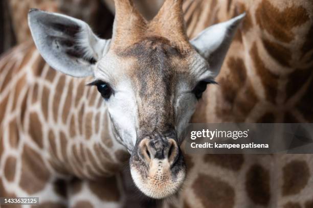 close-up of a giraffe head skin pattern texture - animal prints stock pictures, royalty-free photos & images