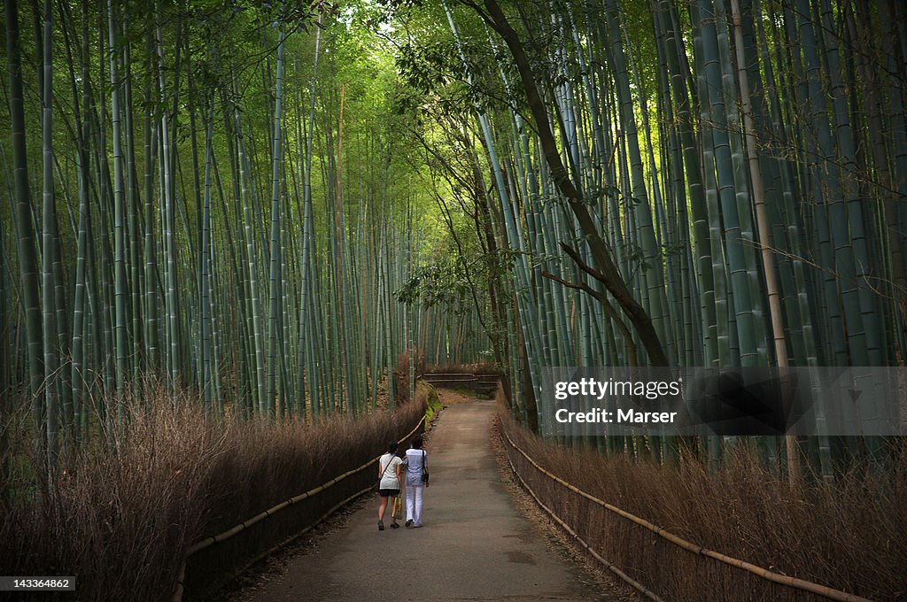 Bamboo path