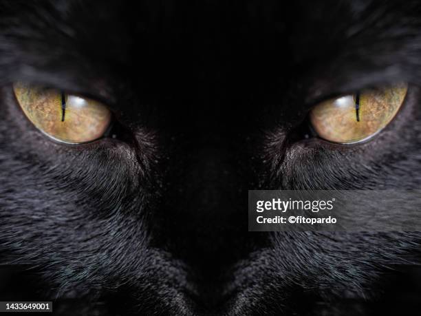 close-up of a bombay mamba black cat shot on macro - fitopardo stock pictures, royalty-free photos & images