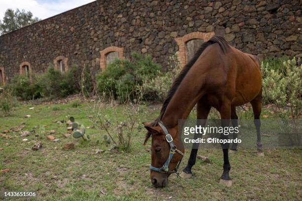 a horse grazing in a field outside an abandoned hacienda in mexico - fitopardo stock pictures, royalty-free photos & images