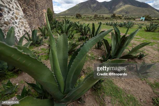 agave plant outside an abandoned ranch in mexico - fitopardo stock pictures, royalty-free photos & images