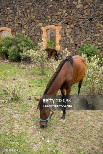 a horse grazing in a field outside an abandoned hacienda in mexico - kastanjebruin paardenkleur stockfoto's en -beelden