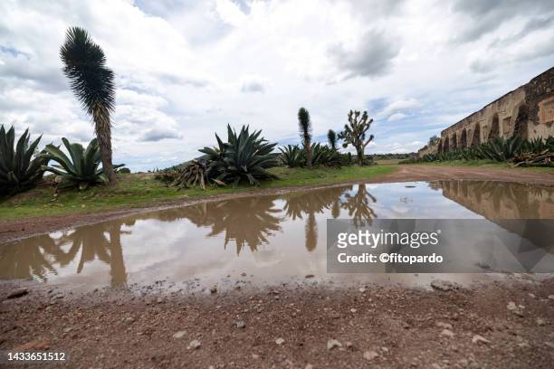 agave plants on a rural road and a wet dirt road outside an abandoned ranch in mexico - fitopardo stock pictures, royalty-free photos & images