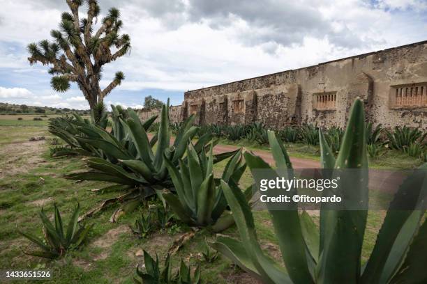 agave plant outside an abandoned ranch in mexico - fitopardo stock pictures, royalty-free photos & images