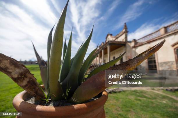 agave plant and a mexican hacienda in the background - fitopardo stock pictures, royalty-free photos & images