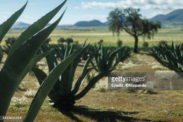 agave plants in a rustic field in mexico - fitopardo stock pictures, royalty-free photos & images