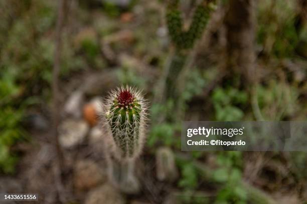 a close up of a cactus and areoles - areoles stock-fotos und bilder