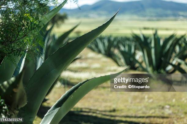 agave plants in a rustic field in mexico - fitopardo stock pictures, royalty-free photos & images