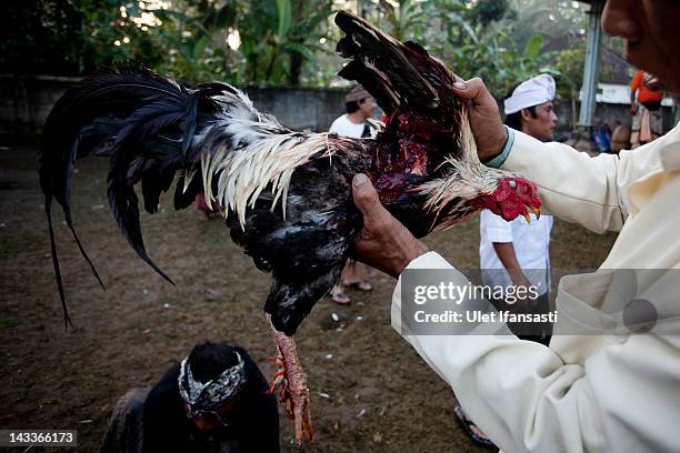 Balinese man checks the injury to his rooster caused by the 'Taji' after the match in the yard of Nyang Api Temple during the sacred 'Aci Keburan'...