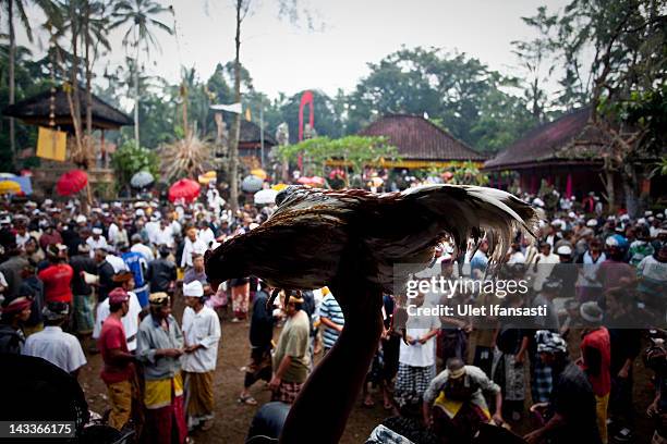 Balinese man carries his rooster as he prepares it to perform a cockfight during the sacred 'Aci Keburan' ritual at Nyang Api Temple on February 16,...