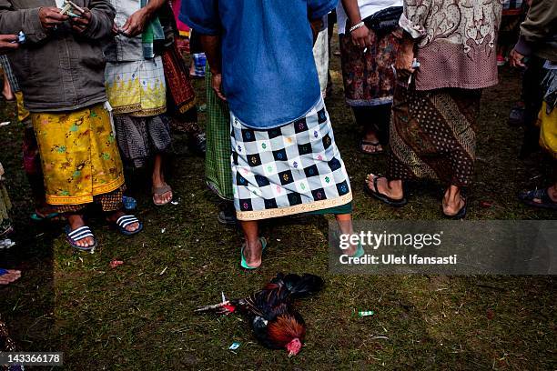 Dead rooster lies on the ground after losing a fight during the sacred 'Aci Keburan' ritual at Nyang Api Temple on February 12, 2012 in Gianyar,...