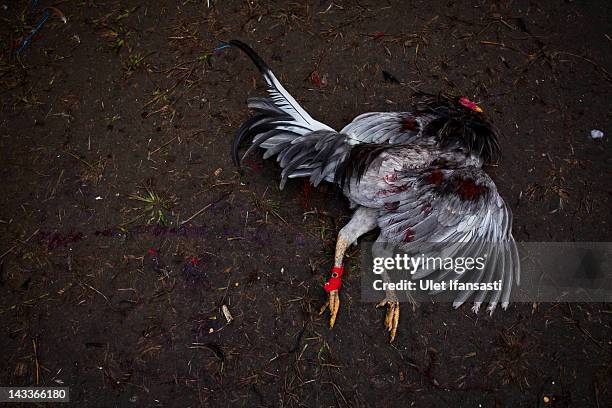 Dead rooster lies on the ground after losing a fight during the sacred 'Aci Keburan' ritual at Nyang Api Temple on February 16, 2012 in Gianyar,...