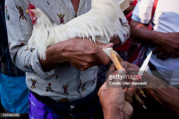 Balinese man ties a Taji on the leg of a rooster during the sacred 'Aci Keburan' ritual at Nyang Api Temple on February 12, 2012 in Gianyar, Bali,...