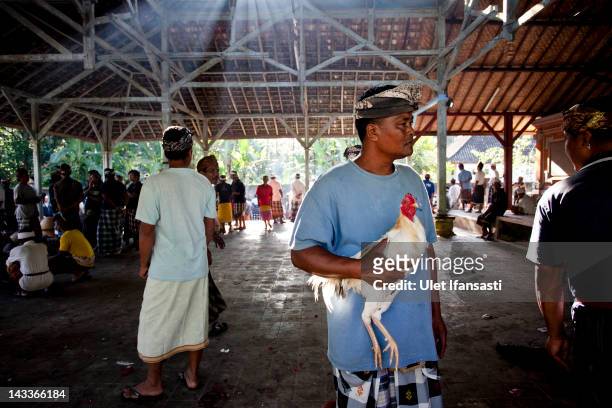 Balinese man holds his rooster as he prepares it to perform a cockfight during the sacred 'Aci Keburan' ritual at Nyang Api Temple on February 13,...