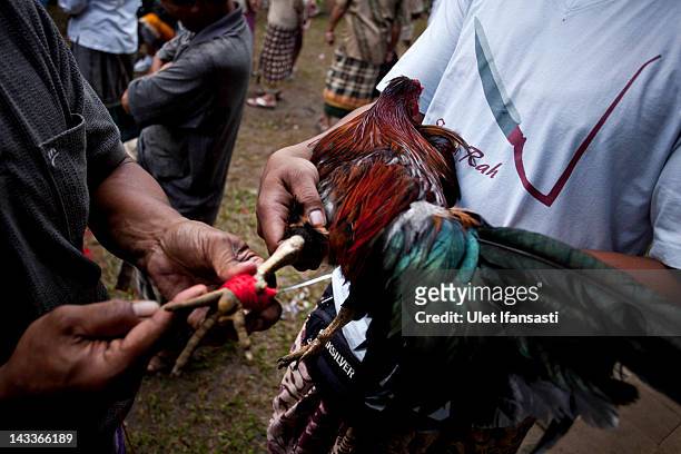 Balinese man ties a Taji on the leg of a rooster during the sacred 'Aci Keburan' ritual at Nyang Api Temple on February 16, 2012 in Gianyar, Bali,...
