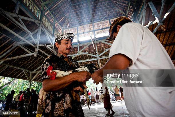 Balinese man ties a Taji on the leg of a rooster during the sacred 'Aci Keburan' ritual at Nyang Api Temple on February 13, 2012 in Gianyar, Bali,...