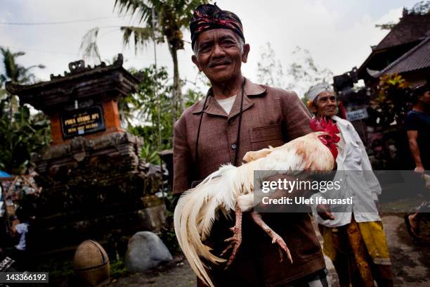 Balinese man holds his rooster during the sacred 'Aci Keburan' ritual at Nyang Api Temple on February 16, 2012 in Gianyar, Bali, Indonesia....