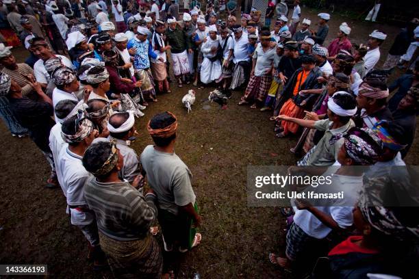 Balinese men dressed in traditional costumes watch as the roosters fight during the sacred 'Aci Keburan' ritual at Nyang Api Temple on February 13,...